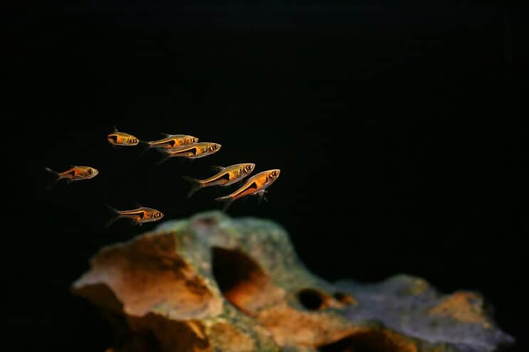 Tankoví kamaráti Harlekýn Rasbora
