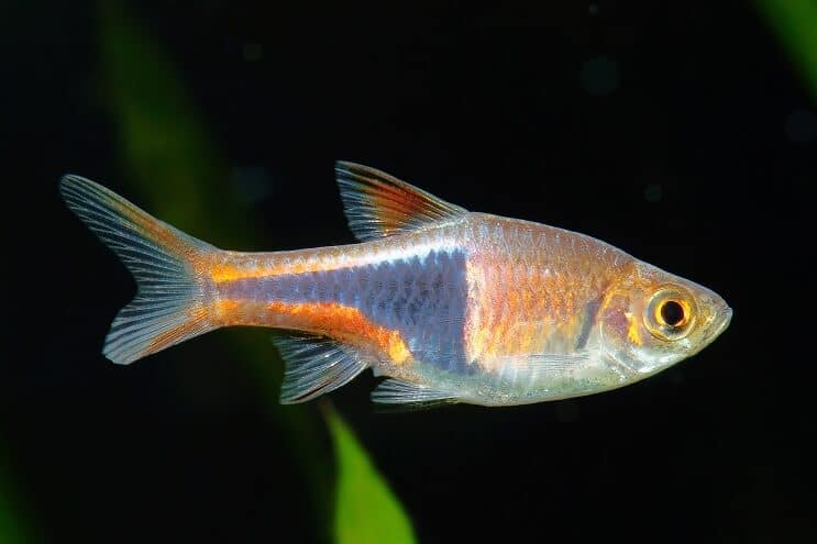 Starostlivosť o Harlekýn Rasbora