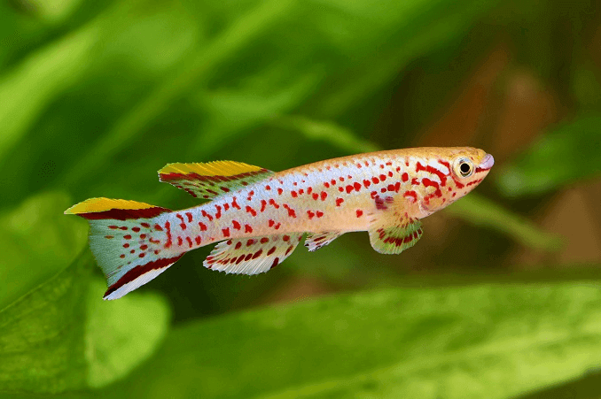 Blue Lyretail Killifish