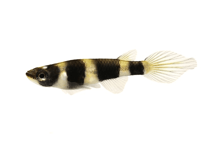 Klaun Killi
