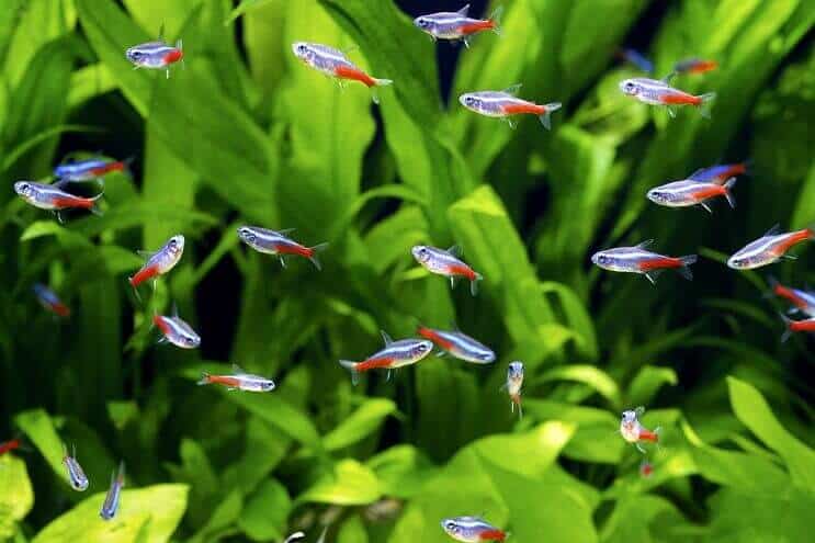 Neon Tetra Shoal