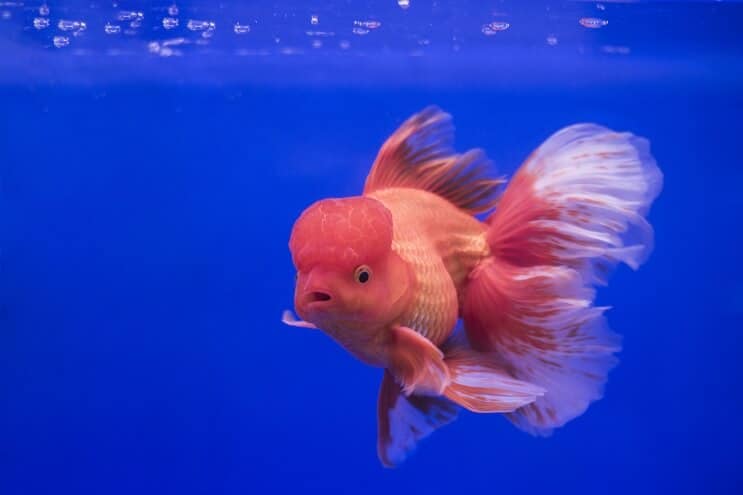 Zlatá rybka Oranda
