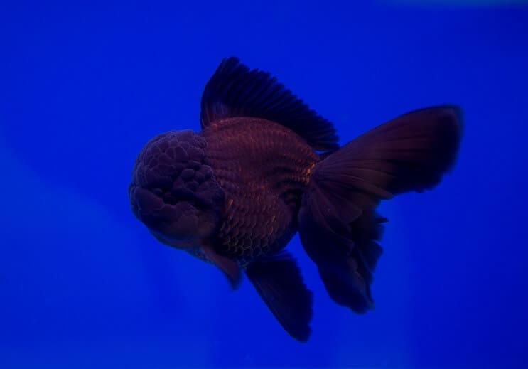 Čierna zlatá rybka Oranda