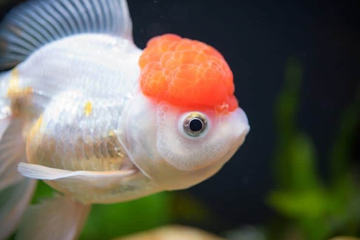 Červená čiapočka Oranda Goldfish