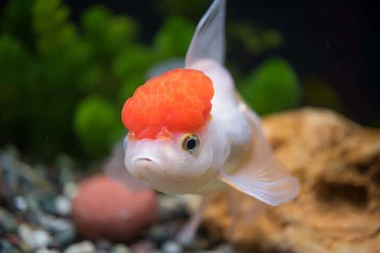Vzhľad zlaté rybky Oranda