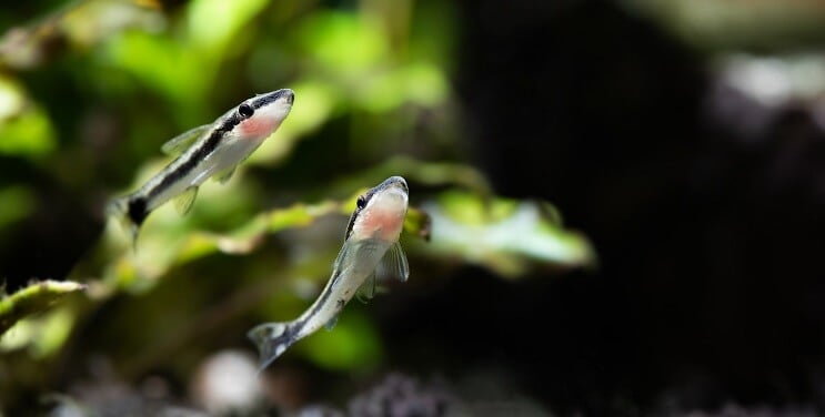 Otocinclus Plávanie