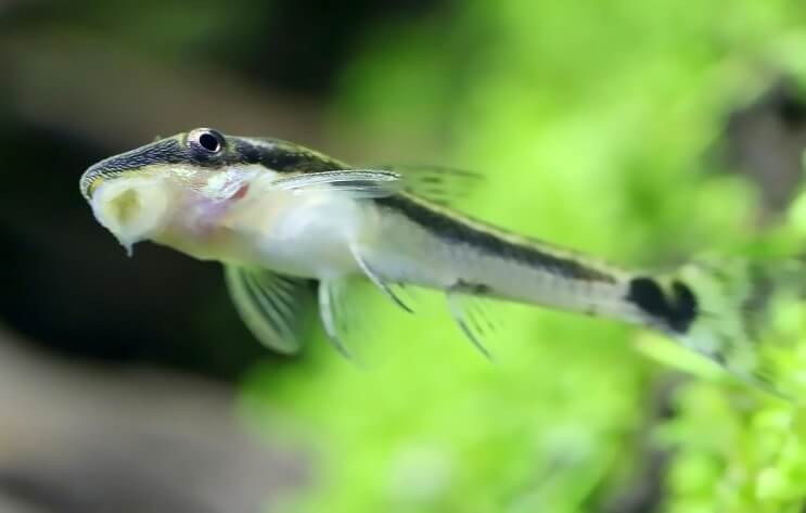 Otocinclus Stuck On Tank
