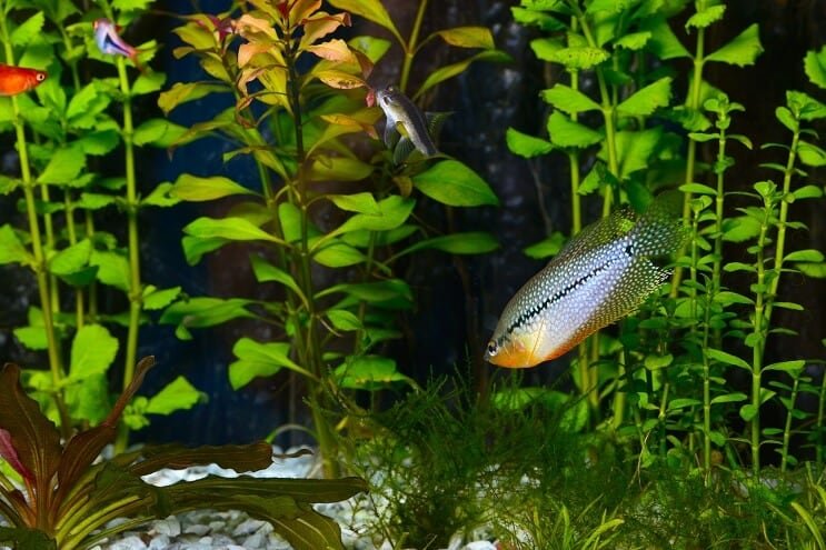 Pearl Gourami v akváriu