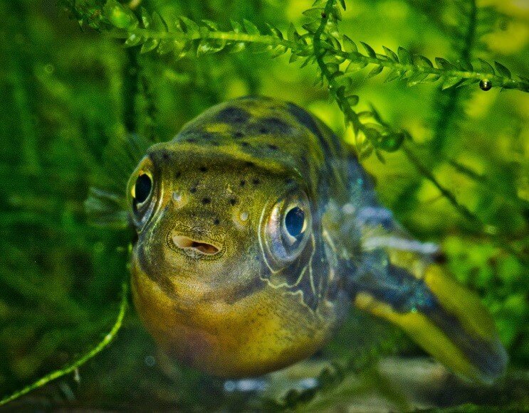 Trpasličí hrachový puffer