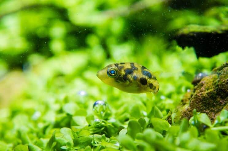 Vzhľad hrachu Puffer