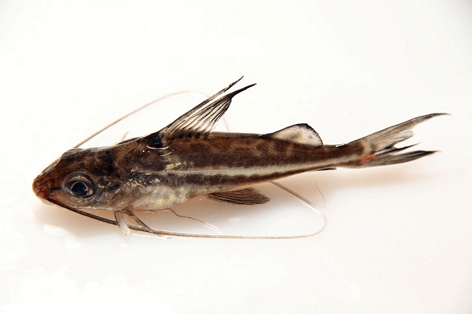 Pictus Sumec