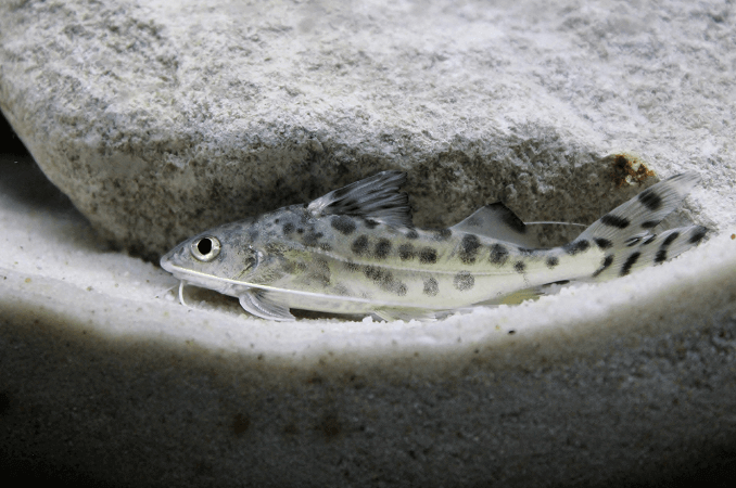 Pictus Sumec Plávanie