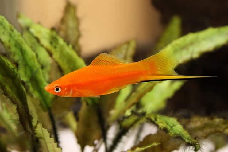 Mečúň Platy Fish