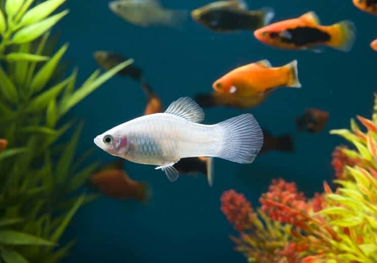 Biele platy ryby