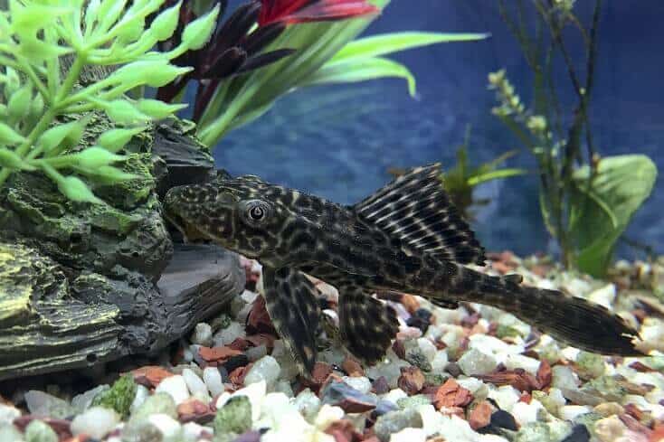 Prehľad Plecostomus