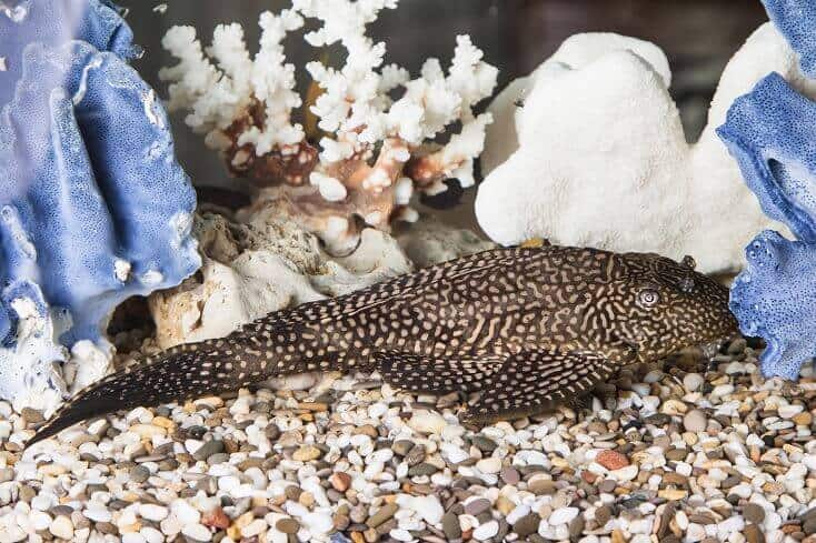 Spoločný Pleco