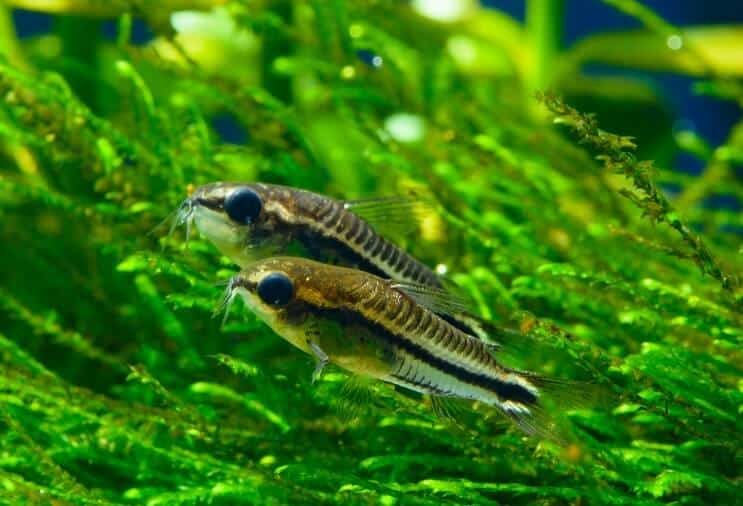 Prehľad Pygmy Cory