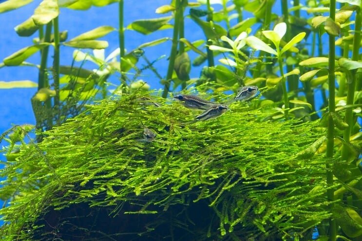 Habitat trpasličího Cory