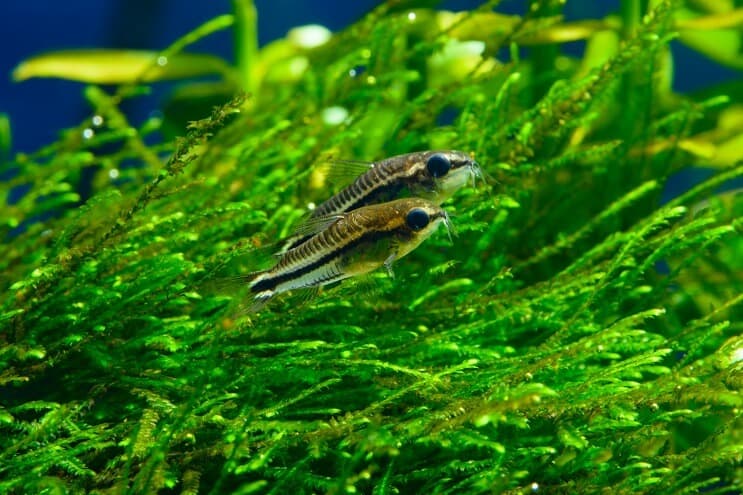 Starostlivosť o Pygmy Cory