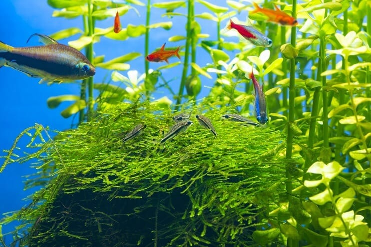 Pygmy Cory Tank Tates