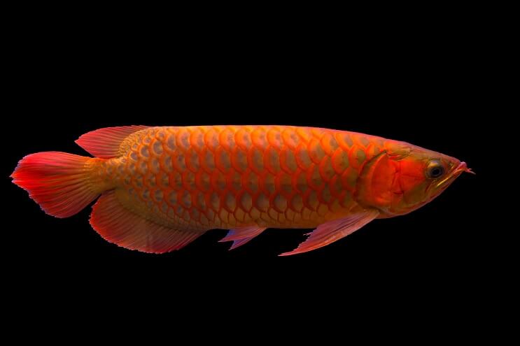 Prehľad Red Arowana