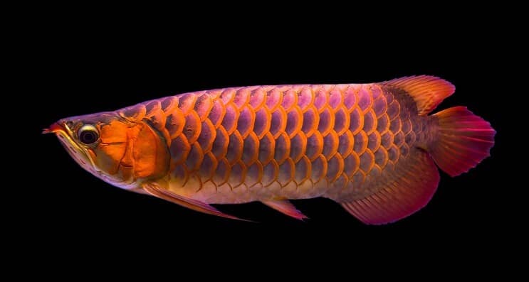 Diéta červená Arowana