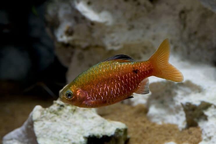 Prehľad Rosy Barb