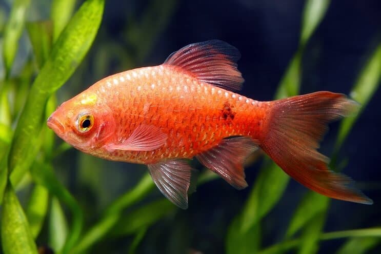 Vzhľad ružovej Barb
