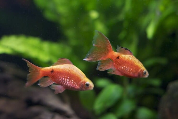 Kamaráti s tankom Rosy Barb