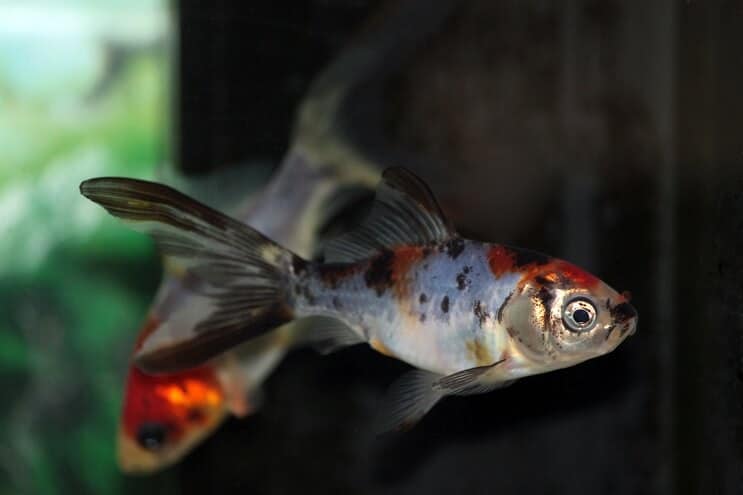 Plávanie Shubunkin Goldfish