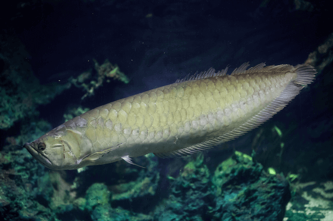 Strieborná arowana