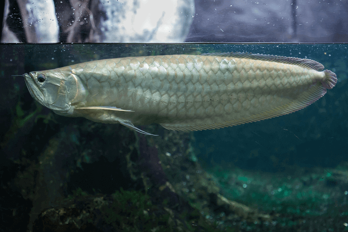 Strieborná Arowana v tanku