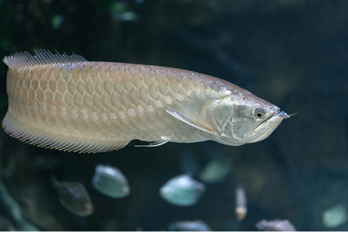 Strieborná Arowana plávanie