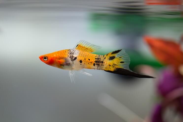 Swordtail Prehľad