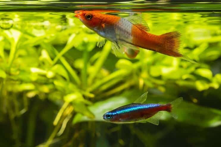 Kamaráti tanku Swordtail