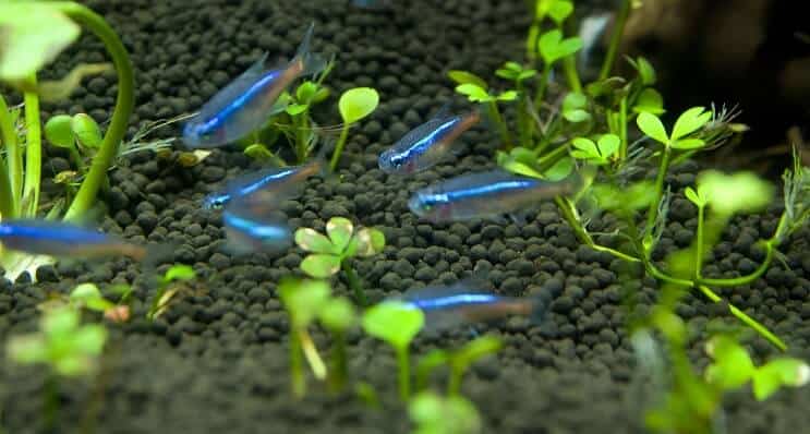 Modrá Tetra