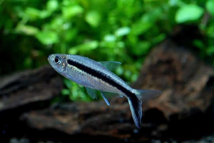 Penguin Tetra