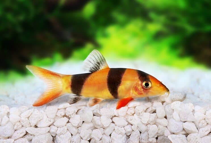 Klaun Loach