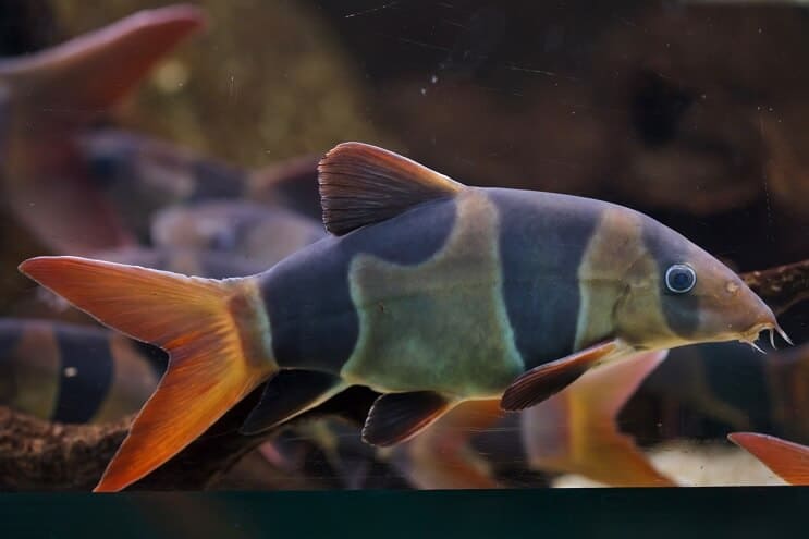 Klaun Loach