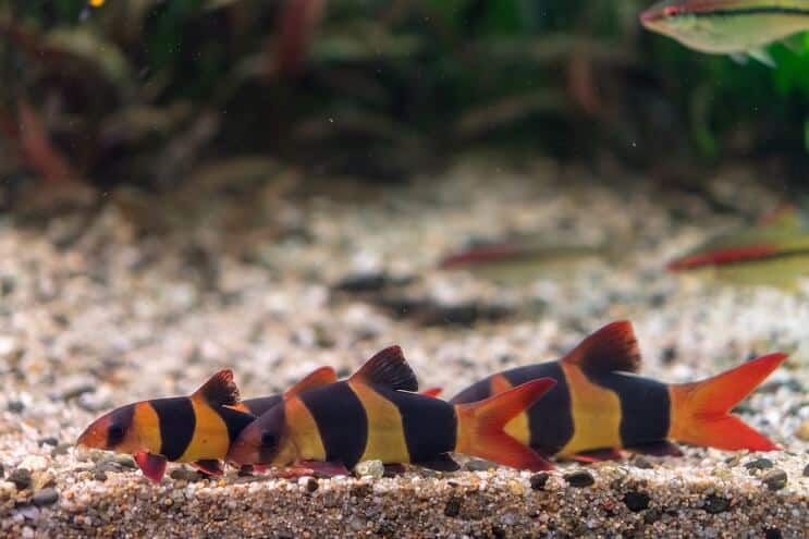 Kamaráti tanku klaun Loach