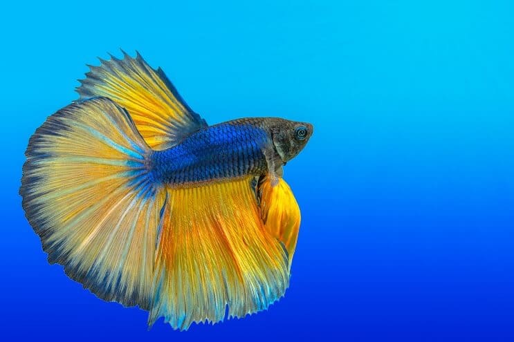 Ako sa starať o Bettas