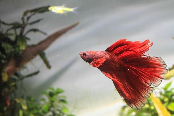 Kamaráti tanku Betta