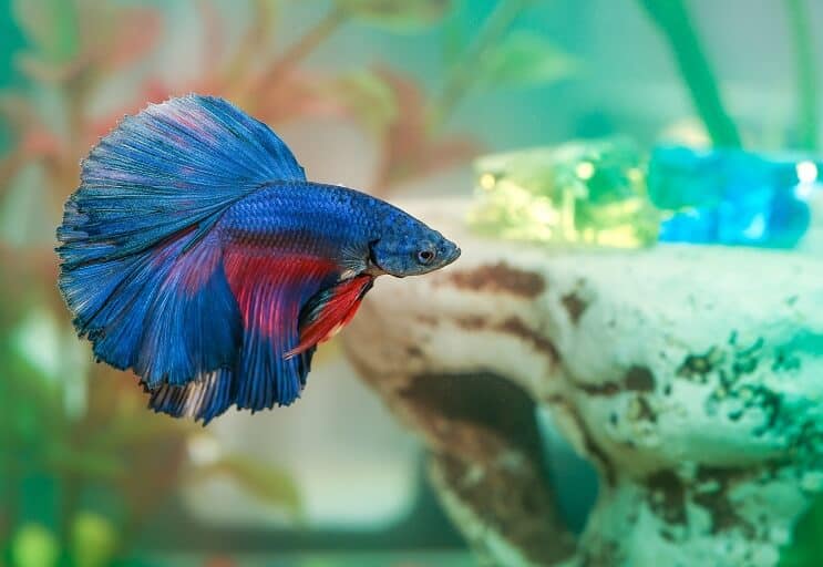 Choroba rýb Betta