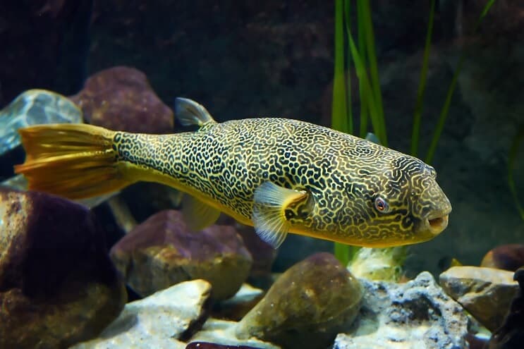 Mbu Puffer Fish zblízka