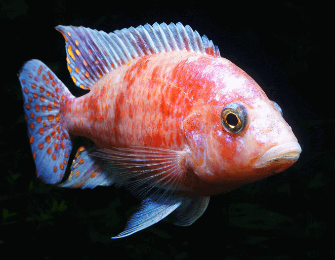 Pávie cichlidy