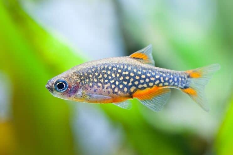 Nebeská perla Danio