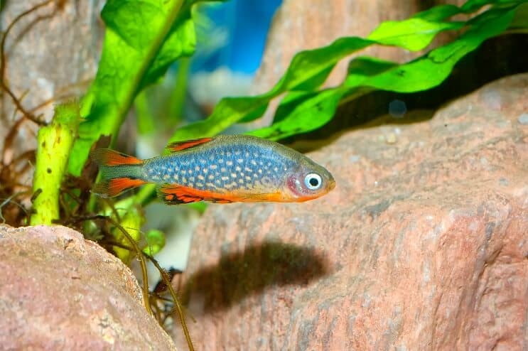 Vzhľad Celestial Pearl Danio