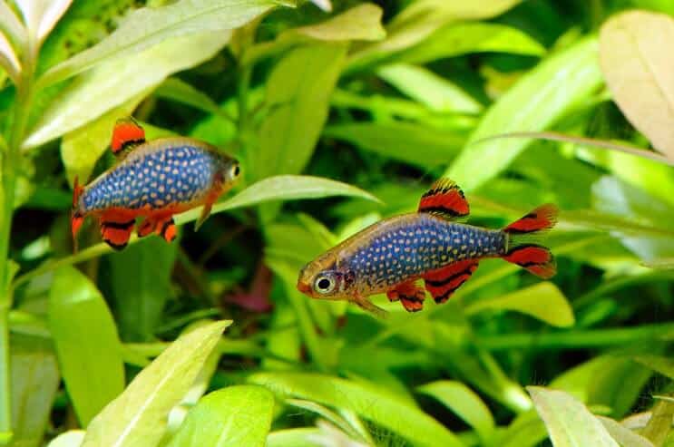 Nebeská perla Danio v akváriu