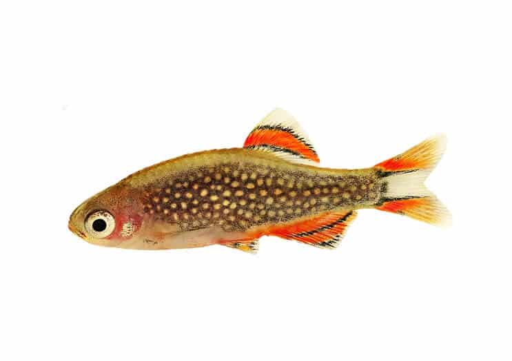 Nebeská perla Danios