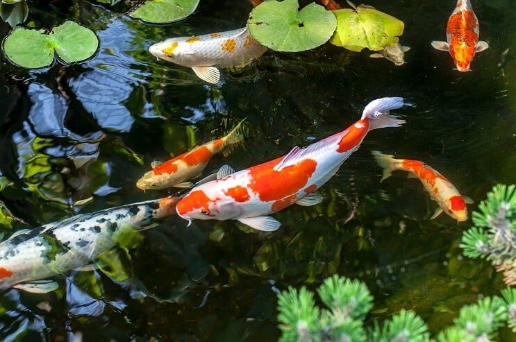 KOI ryby